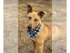 Carolina Dog-Labrador Retriever Mix DOG FOR ADOPTION RGADN-1240018 - Trooper -