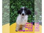 Poodle (Miniature) DOG FOR ADOPTION RGADN-1240019 - JANET - Poodle (Miniature)