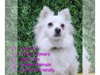 Pomeranian-pomeranian spitz Mix DOG FOR ADOPTION RGADN-1240020 - JOY - Spitz /