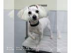 Poodle (Toy) DOG FOR ADOPTION RGADN-1240021 - RORY - Poodle (Toy) (short coat)