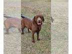 Labrador Retriever DOG FOR ADOPTION RGADN-1240029 - Cooper - At shelter -