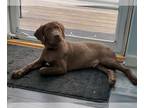 Chocolate Labrador retriever Mix DOG FOR ADOPTION RGADN-1240038 - Oliver -