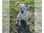 Boxer DOG FOR ADOPTION RGADN-1240041 - Coach - Boxer Dog For Adoption