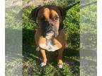 Boxer DOG FOR ADOPTION RGADN-1240043 - Cody - Boxer Dog For Adoption