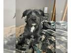 Miniature Schnauzer Mix DOG FOR ADOPTION RGADN-1240049 - Pepper Jo - Miniature