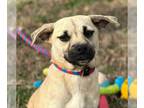 Pug Mix DOG FOR ADOPTION RGADN-1240050 - Adriana - Pug / Mixed (short coat) Dog