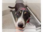 Bull Terrier-German Shepherd Dog Mix DOG FOR ADOPTION RGADN-1240051 - KAUROMI -