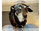 Dachshund DOG FOR ADOPTION RGADN-1240052 - MIMI - Dachshund (short coat) Dog For