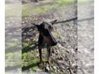 Doberman Pinscher DOG FOR ADOPTION RGADN-1240061 - *CRUZ - Doberman Pinscher