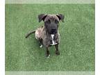 Boxer Mix DOG FOR ADOPTION RGADN-1240085 - APHRODITE - Boxer / Mixed (medium