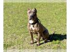 Mastiff Mix DOG FOR ADOPTION RGADN-1240090 - ZERO - Mastiff / Mixed (medium