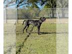 Catahoula Leopard Dog Mix DOG FOR ADOPTION RGADN-1240091 - PATCH - Catahoula