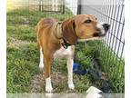 Bogle DOG FOR ADOPTION RGADN-1240095 - ZENA - Beagle / Boxer / Mixed (medium