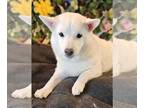 Shiba Inu DOG FOR ADOPTION RGADN-1240097 - Gidget - Shiba Inu (short coat) Dog