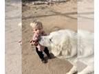 Great Pyrenees DOG FOR ADOPTION RGADN-1240100 - Bear - Great Pyrenees (long