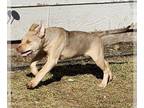 Labrador Retriever Mix DOG FOR ADOPTION RGADN-1240101 - Kristof - Shepherd /