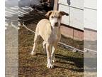 Huskies -Labrador Retriever Mix DOG FOR ADOPTION RGADN-1240103 - Hans - Husky /