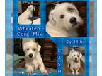 Welsh Corgi-Wheaten Terrier Mix DOG FOR ADOPTION RGADN-1240113 - Cash - Welsh