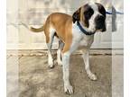 Saint Bernard Mix DOG FOR ADOPTION RGADN-1240122 - BARNEY - Saint Bernard /