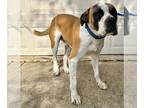 Saint Bernard Mix DOG FOR ADOPTION RGADN-1240122 - A618831 - Saint Bernard /