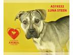 Shepweiller DOG FOR ADOPTION RGADN-1240131 - LUNA STEEN - German Shepherd Dog /