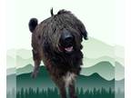 Poodle (Standard) Mix DOG FOR ADOPTION RGADN-1240145 - POOH BEAR - Poodle