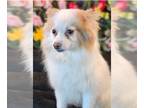 Pomeranian DOG FOR ADOPTION RGADN-1240148 - Marbles - Pomeranian (long coat) Dog