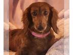 Dachshund DOG FOR ADOPTION RGADN-1240150 - Luci - Dachshund (medium coat) Dog