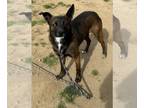 Labrador Retriever DOG FOR ADOPTION RGADN-1240154 - Cassie - Labrador Retriever