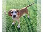 English Coonhound Mix DOG FOR ADOPTION RGADN-1240156 - Shaquille O'Heel -