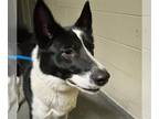 Karelian Bear Dog Mix DOG FOR ADOPTION RGADN-1240177 - NERO - Karelian Bear Dog