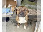 Bullboxer Pit DOG FOR ADOPTION RGADN-1240186 - Leo - Boxer / American Pit Bull