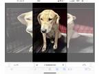 American Staffordshire Terrier Mix DOG FOR ADOPTION RGADN-1240187 - Daisy -