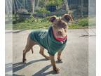 American Staffordshire Terrier Mix DOG FOR ADOPTION RGADN-1240190 - Dash -