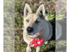 Siberian Husky DOG FOR ADOPTION RGADN-1240196 - Shasta ID 28308 - Siberian Husky