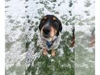 Spaniel Mix DOG FOR ADOPTION RGADN-1240209 - Denali - Cattle Dog / Spaniel /