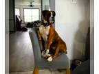 Boxer DOG FOR ADOPTION RGADN-1240229 - Bonnie III - Boxer Dog For Adoption