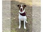Collie Mix DOG FOR ADOPTION RGADN-1240241 - Buck - Collie / Mixed Dog For