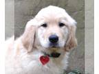 Golden Retriever DOG FOR ADOPTION RGADN-1240255 - Sundance - Golden Retriever