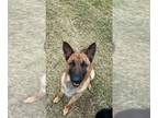 German Shepherd Dog DOG FOR ADOPTION RGADN-1240275 - JAX - German Shepherd Dog