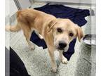 Labrador Retriever DOG FOR ADOPTION RGADN-1240276 - CUPID - Labrador Retriever
