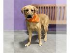 Golden Labrador DOG FOR ADOPTION RGADN-1240277 - **TAOS** Adoption Event-Sun