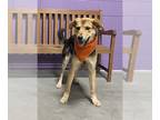 Beagle Mix DOG FOR ADOPTION RGADN-1240278 - **RITZ** Adoption Event-Sun