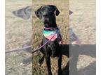 Great Dane DOG FOR ADOPTION RGADN-1240285 - Hank - Great Dane Dog For Adoption