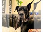Great Dane DOG FOR ADOPTION RGADN-1240286 - Julius - Great Dane Dog For Adoption
