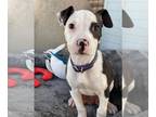 American Pit Bull Terrier Mix DOG FOR ADOPTION RGADN-1240291 - Bandit - Pit Bull