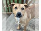 Carolina Dog-Rhodesian Ridgeback Mix DOG FOR ADOPTION RGADN-1240294 - Lynn -