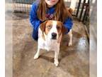 Beagle-Treeing Walker Coonhound Mix DOG FOR ADOPTION RGADN-1240296 - Sammy -