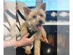 Silky Terrier DOG FOR ADOPTION RGADN-1240298 - Cheech - Silky Terrier Dog For