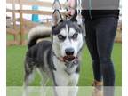 Mix DOG FOR ADOPTION RGADN-1240301 - Stone - Husky Dog For Adoption